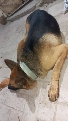 Gsd Male