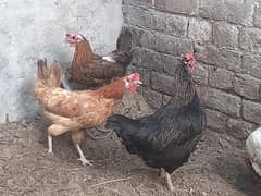 Egg Lying Hens