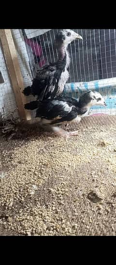Thai Cross chicks for sale pair jora