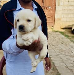 Pure Labrador Puppies 5 Weeks Old – Rawalpindi