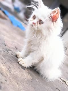 beautiful male kitten 03043583306