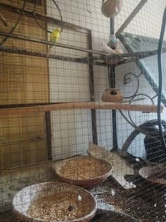Large cage with 2 pair of Australian parrot