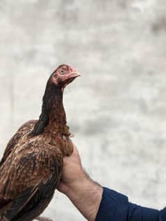 aseel pair for sale murgi kurak h price 10,000 available for Lahore
