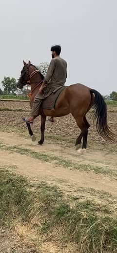 Beautiful female ghori (horse)