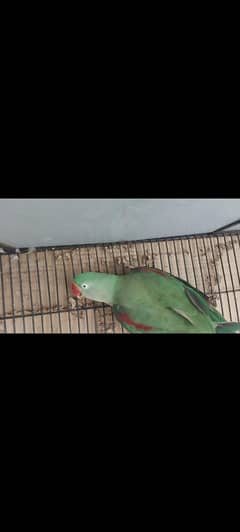 raw alexandrine parrot