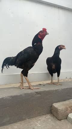 Mushka Murga murgii