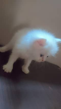 persian kitten