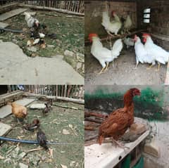 aseel chiks aseel madu white layer