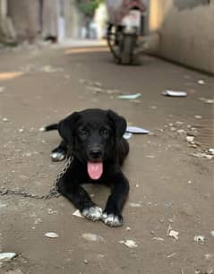 Labrador 2 months puppy