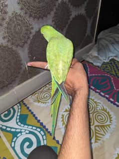 Green Ringneck For sale