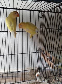 java & love birds all setup for sale