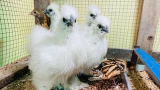White Silky Chicks , Golden Sebright Chicks , Fancy Hens Eggs