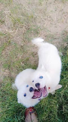 dog for sale