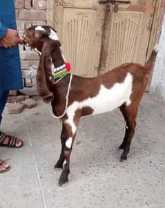 Nagri
