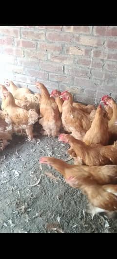 goldan buff male for sale