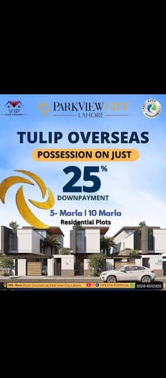 tulip