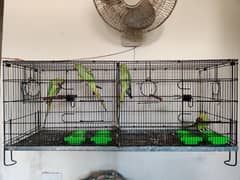 Ringneck