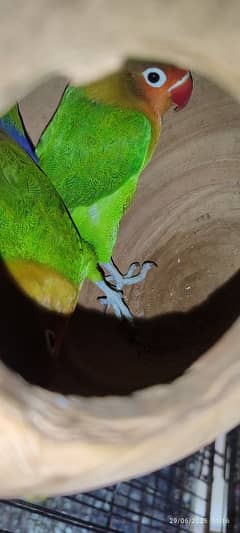 love birds