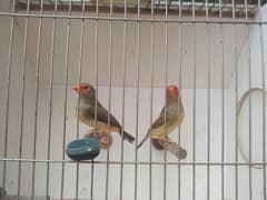 star finch