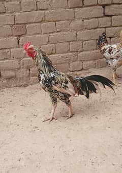 ASEEL