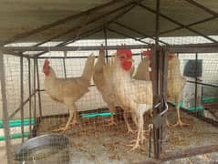 5 add murgy ur 1 hen hy