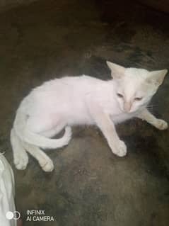 White Cat 