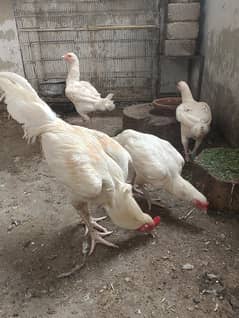hera murgi 03113653353