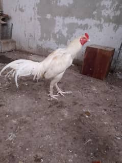 hera murgi 03113653353