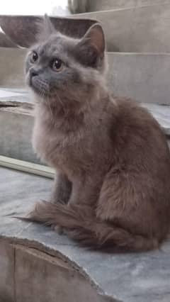 Persian cat pair