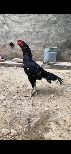 LASANI ASEEL MUSHKA PATHA FOR SALE
