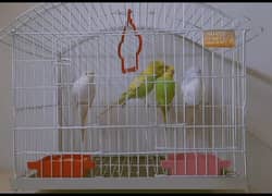 Budgies