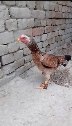 Aseel