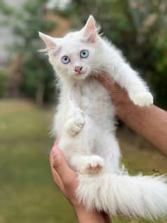 hight quality Persian kitten pair