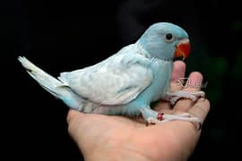 Indigo Blue Pallid Ringneck