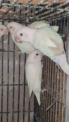 Albino, Carmeno, decino, lutino All setup for sale