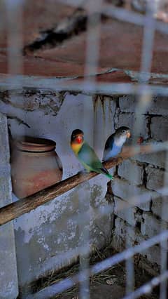 7 months old love birds male + female