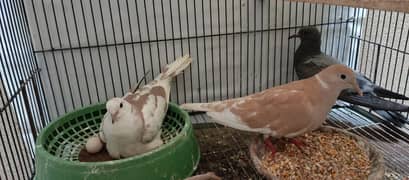 khumry pair for sale