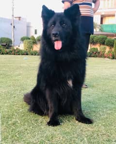 Black German shepherd male available for sale