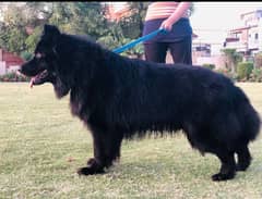 Black German shepherd male available for sale
