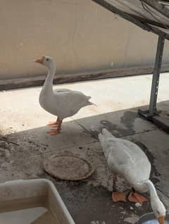 sale for ducks