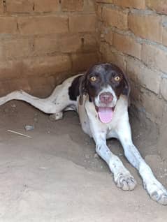pointer female