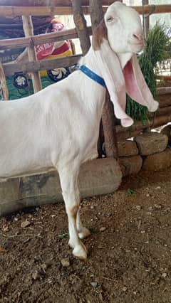 3 ma gaban foon nm 03158269912