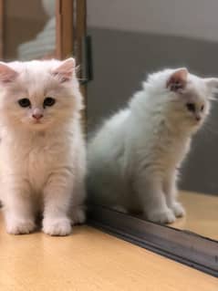 Female Persian Kitten Semi Punch Face