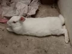Desi Female Rabbit