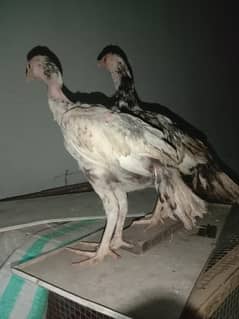 aseel chicks for sale