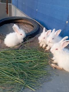 English Angora Rabbits