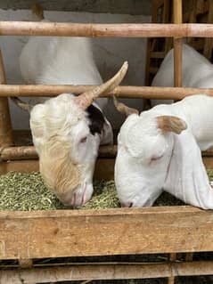 Gulabi Bakra with gaban Bakri For sale