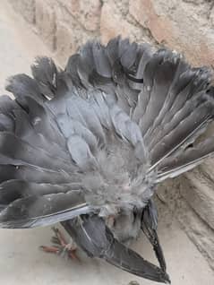 Pigeon sale big tail