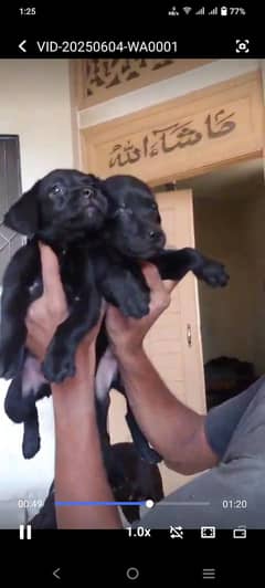 Labrador