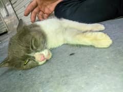 Persion cat for sale
